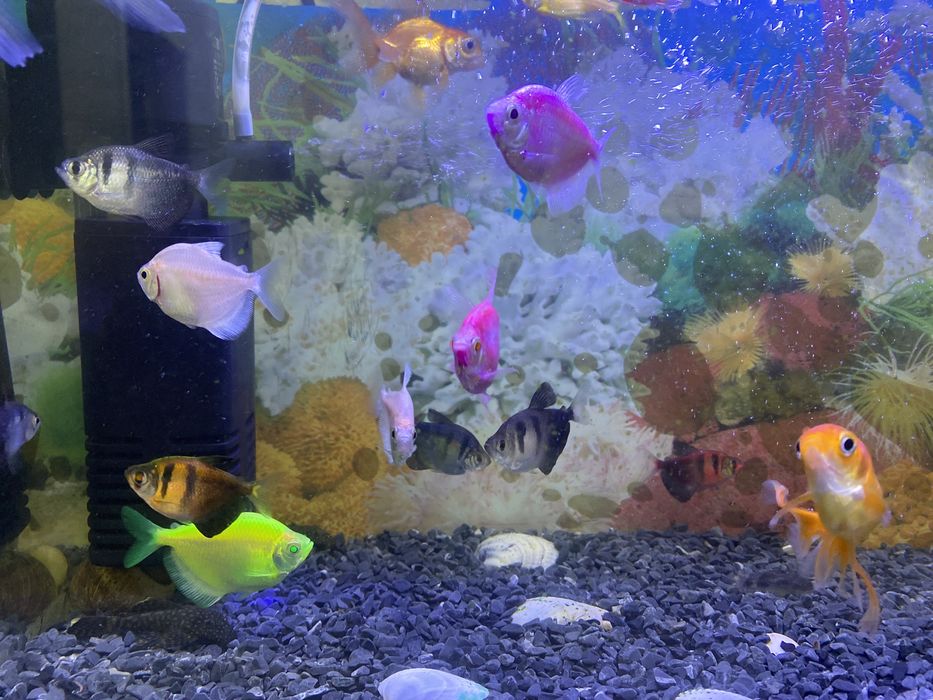 Продам рыбу аквариумный