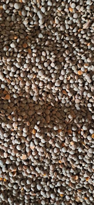 Пшеница.Зерновой чат!