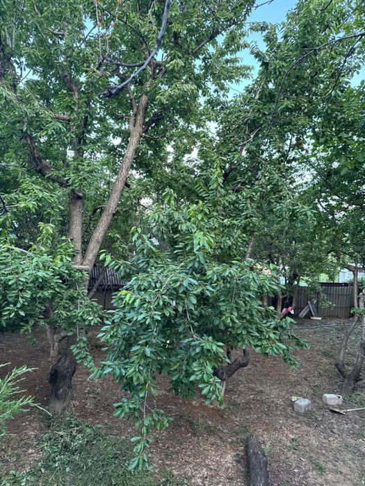 Dacha bochka 9.13sotok dala hovli