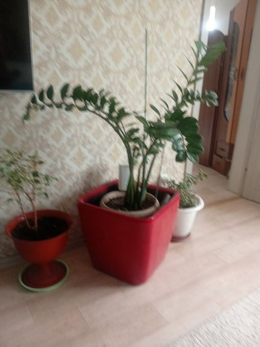 Продам цветы  цены 55000