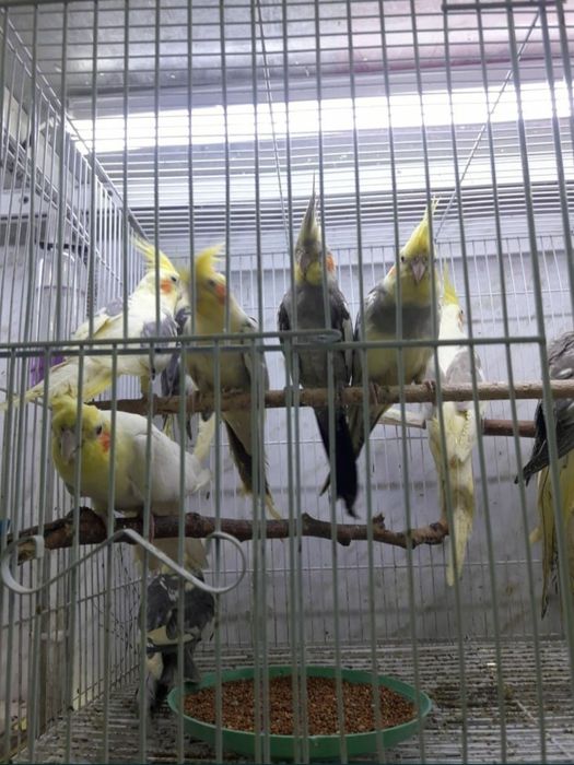 Попугаи__Кореллы