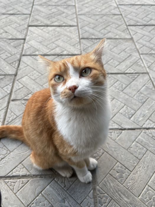 Кошечка ищет дом
