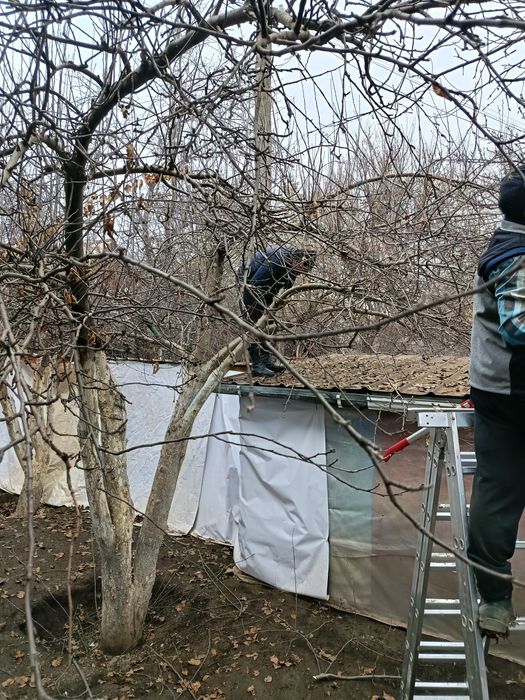 Обрезка плодовых деревьев