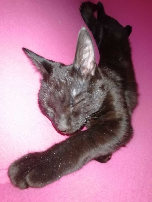 Когда Ночь Раскрывает Тайну (Мальчик 6 мес.)