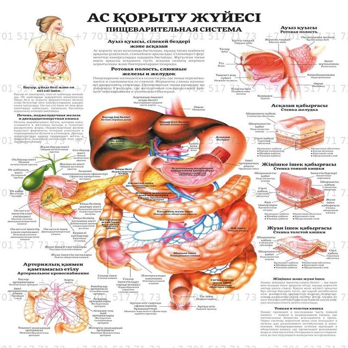Анатомические Плакаты