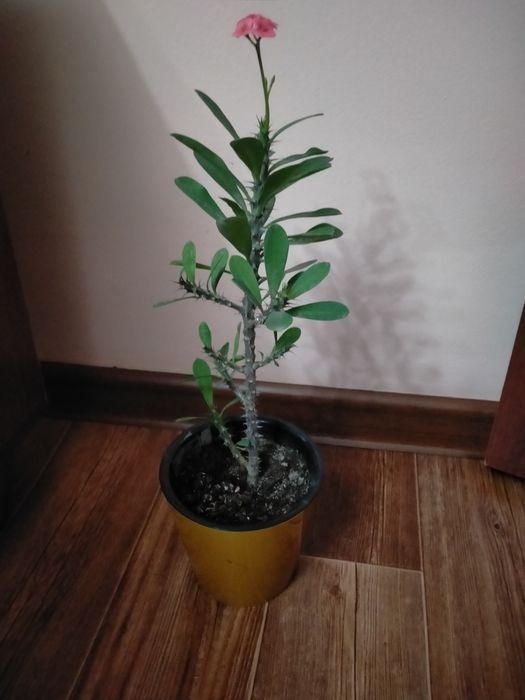 Продам отростки молочая миля