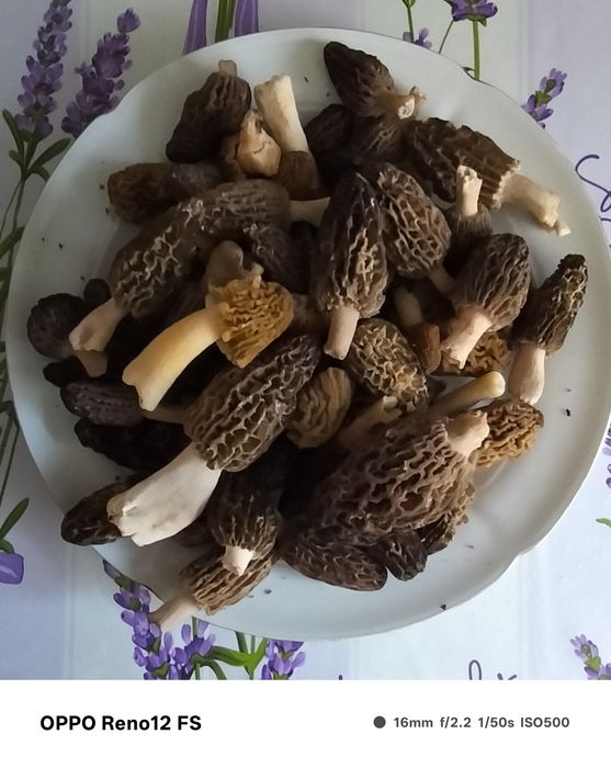 Vând zbirciogii.morchella conica
