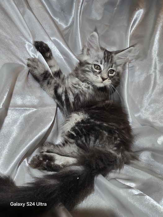 Чистокръвни Котенца Мейн Куун