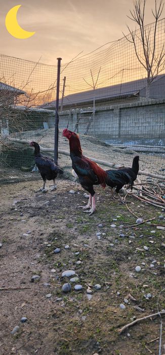 Дакан Карейский  тухуми сотилади  20 000