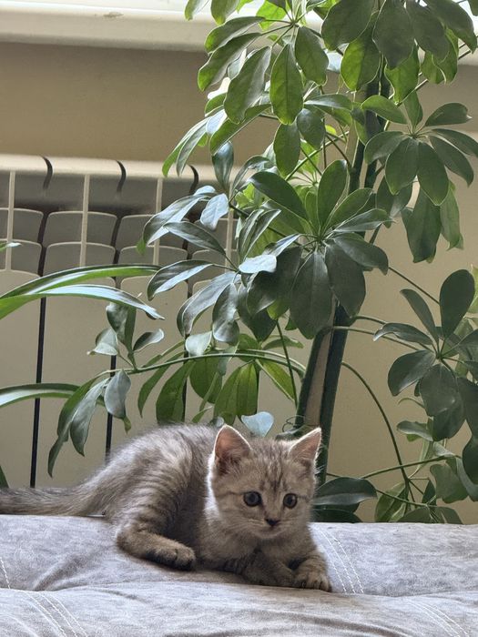 Продам метис котят