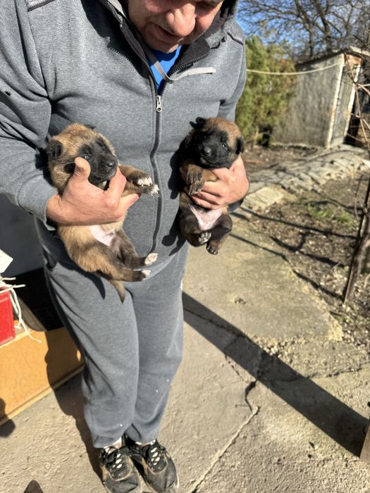 Белгийски овчарки малиноа малки