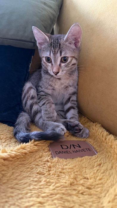 Домашняя стерилизованая кошечка в дом