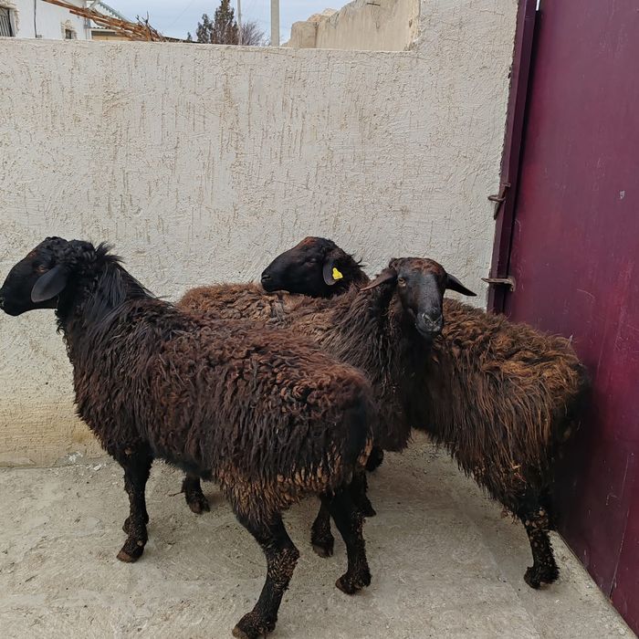 қой қошқар сатылады