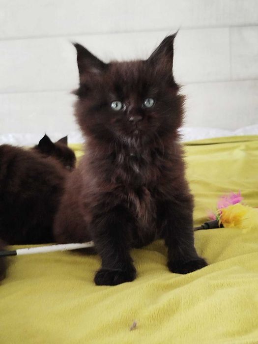 Малки Котенца Мейн Кун