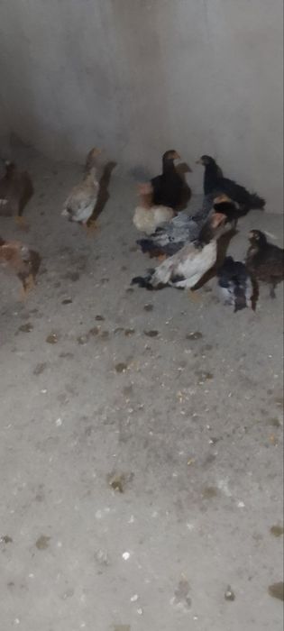 Tovuqlar sotiladi kelishamiz