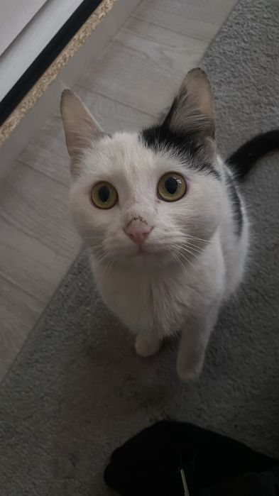 Кот продаётся в хорошие руки