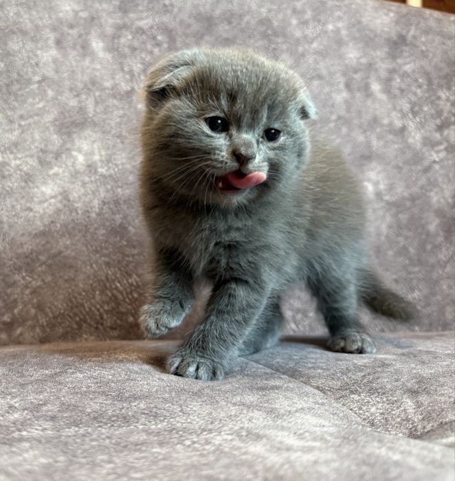 Котята Скоттиш фолд