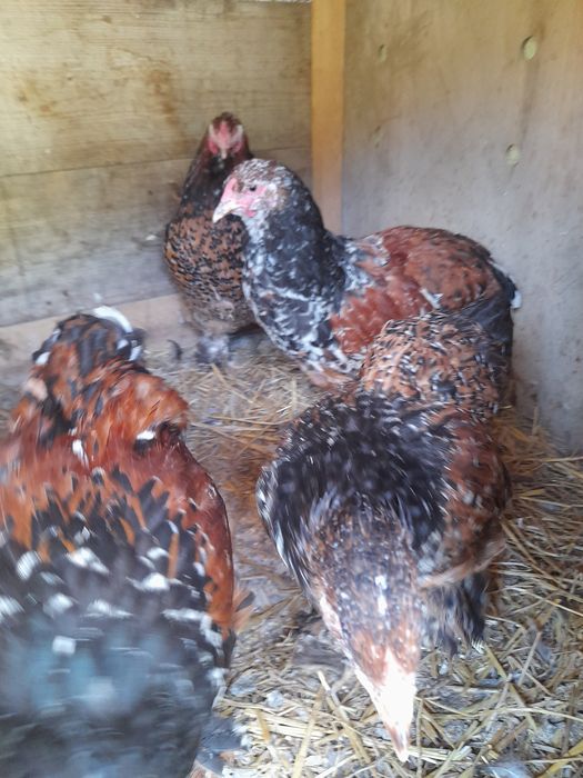 Vind pui  și ouă brahma portelan  și bobat