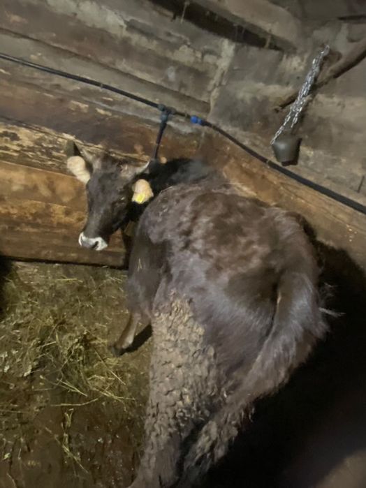 Vand giurinca un an jumate