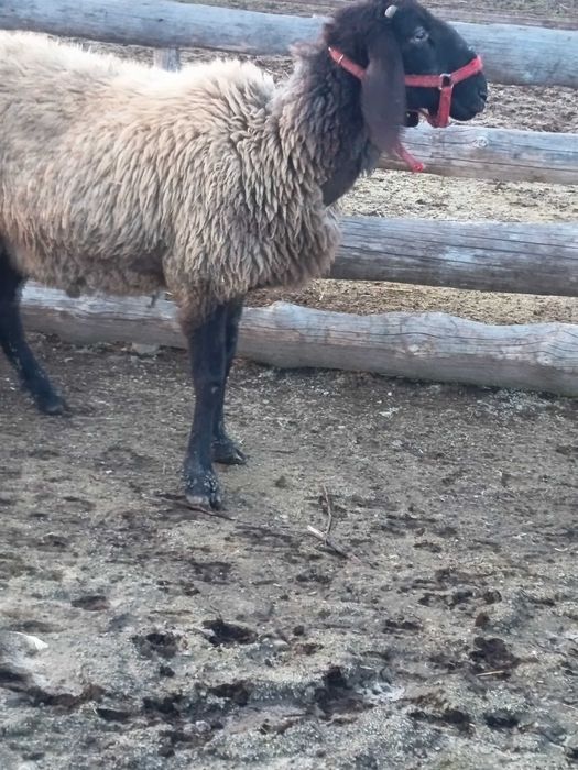 Vând berbeci carabas sarbesc