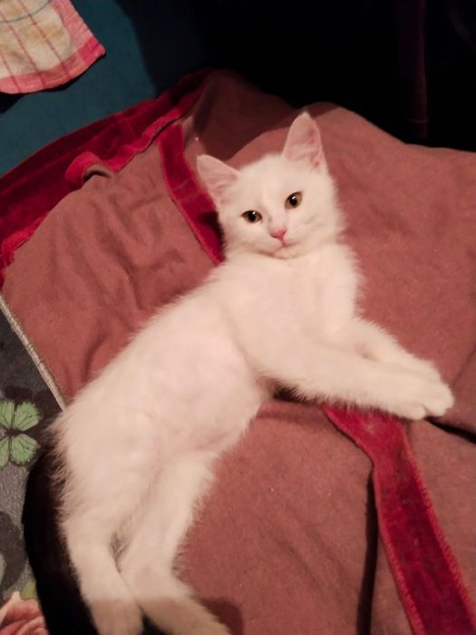 Девочка 2,5 месяцев