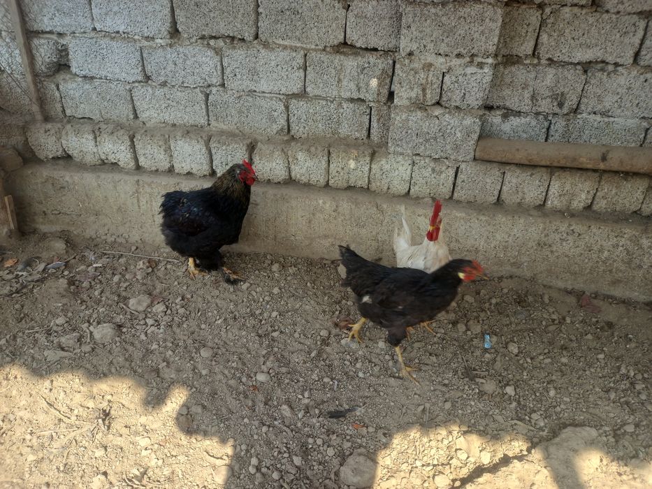 Жожа Хорозлар сотилади смс ёзилар