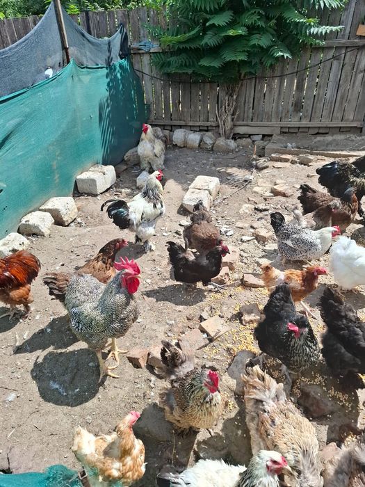 Gaini si cocosi de țară