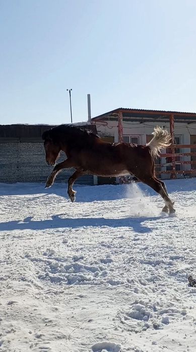 Продам бие породы першерон.
