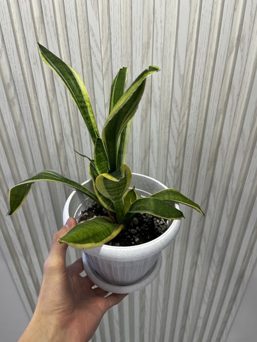 Сансевиерия Футура Суперба