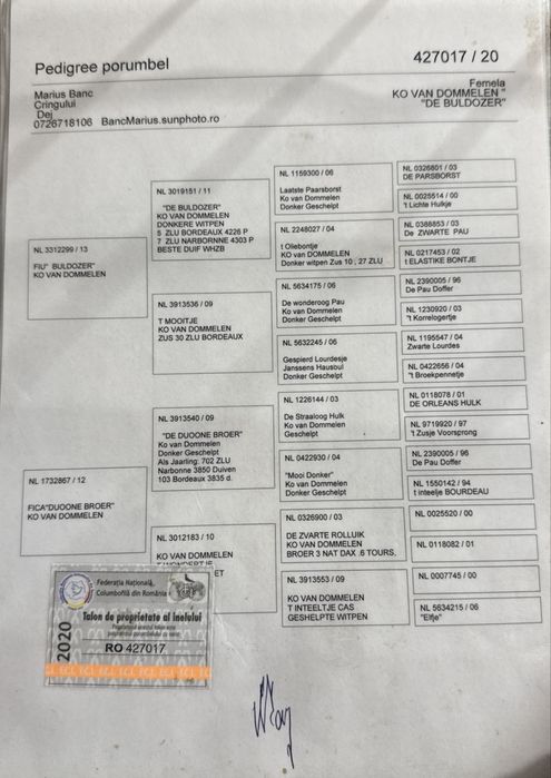Vand femela de top maraton porumbei voiajori