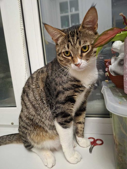 Отдаём котика в добрые руки