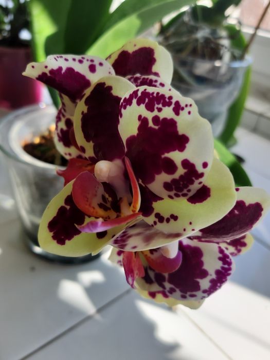 Лудизия скъпоценната орхидея , дендробиум