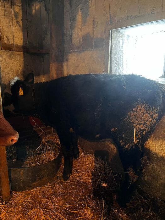 Продам тёлку 10месяцев