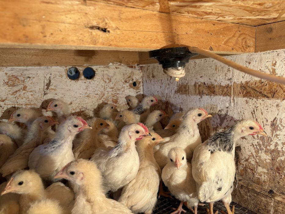 Цыплята , балапан