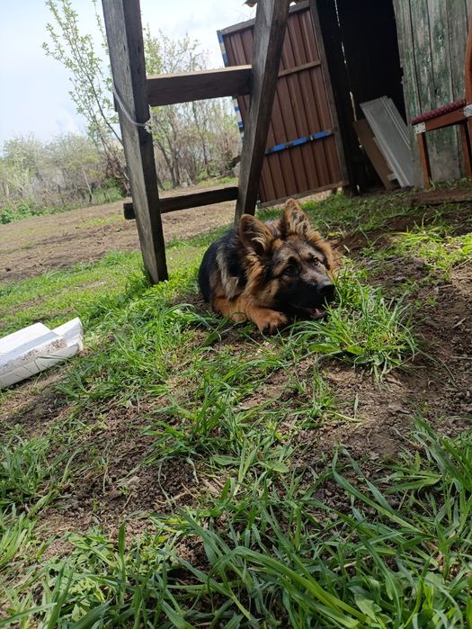 Немецкая овчарка длино шорстная