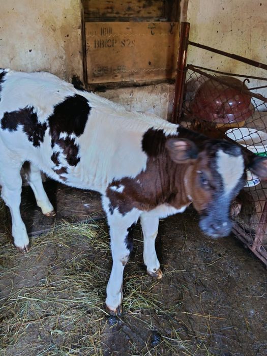 Vită Belgian Blue – vițea tânără