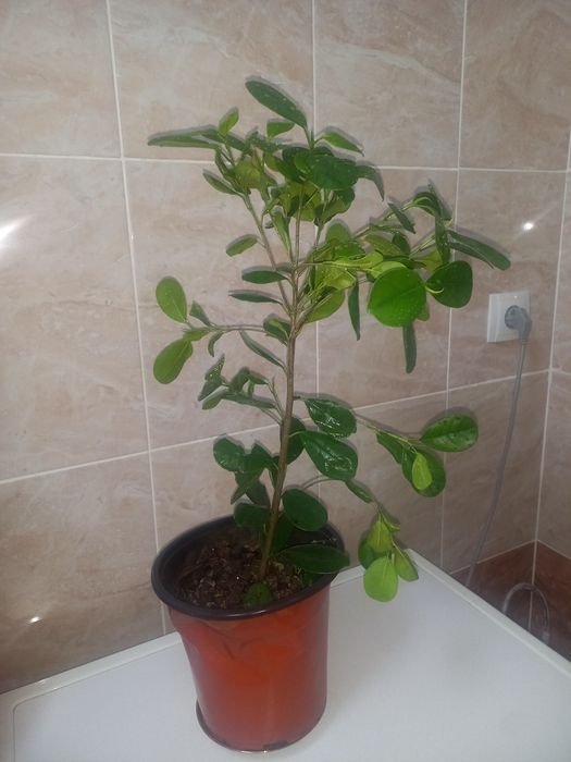 Комнатние растения