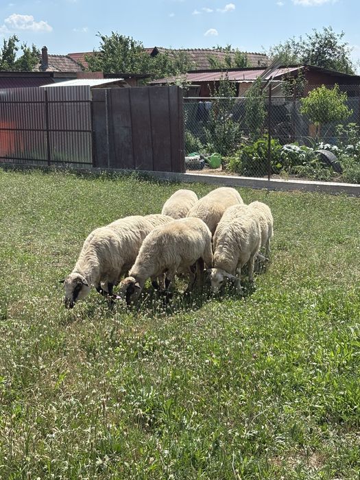 Oii,miei si berbec