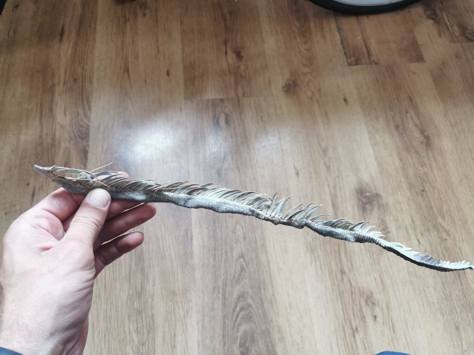 Creastă Igoana Salbatica