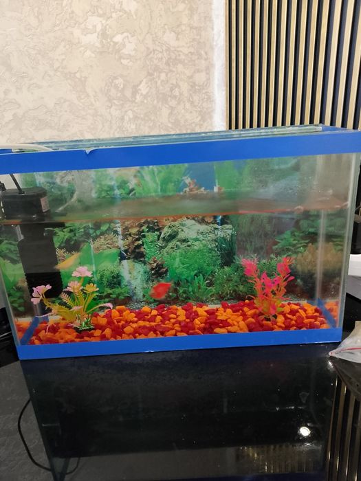Продам аквариум с 2 рыбкой