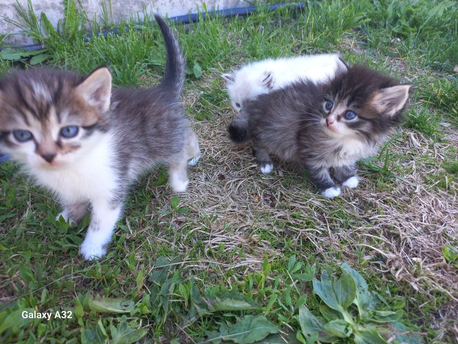 Котята ищут семью