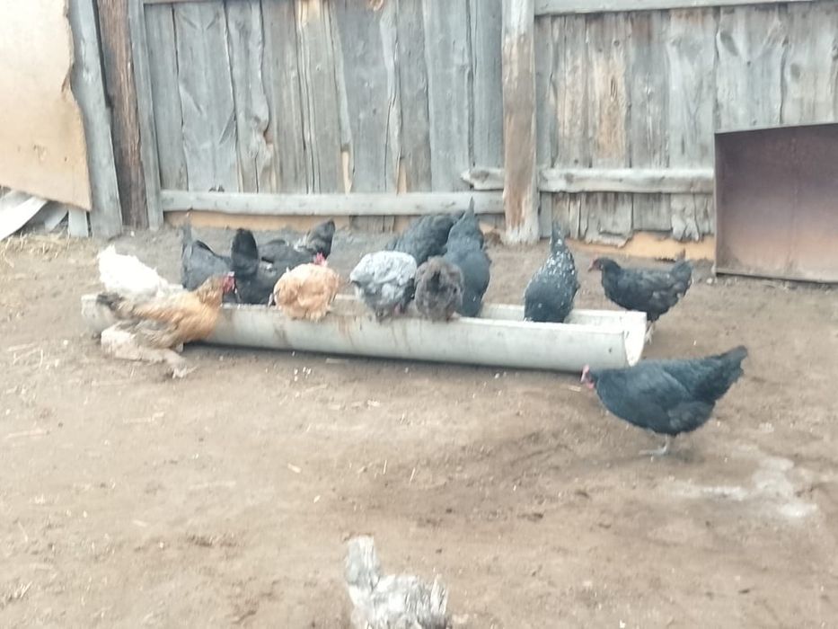 Продам всех штука 2к