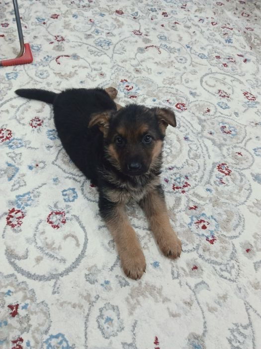 Продам щенков немецкой овчарки