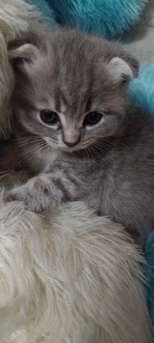 Продам котят 1,5.