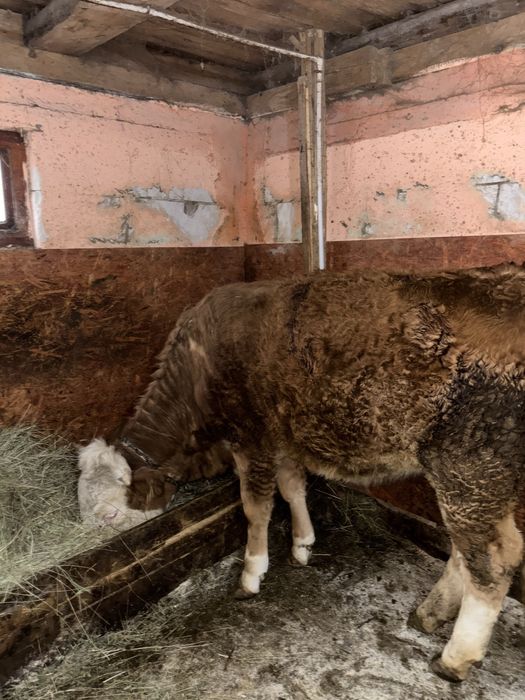 Disponibile 2 junici de Bălțată românească