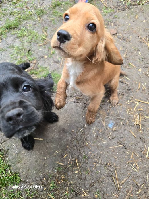 Koker na tiri meseca ima vaksini