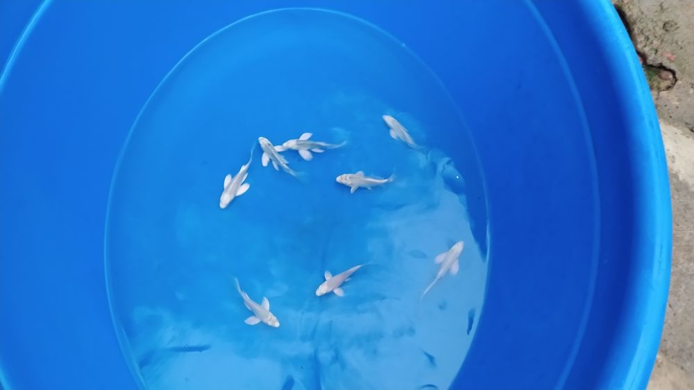 Продаётся коя-платина,размер в осортименте.