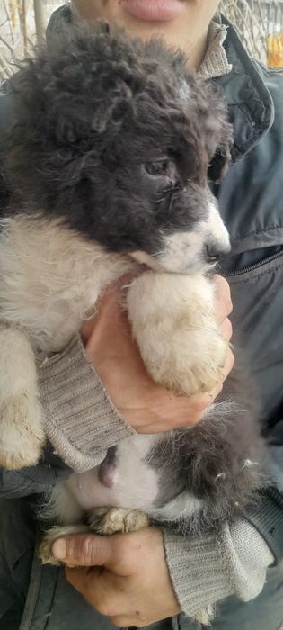 Щенки мальчики и девочки