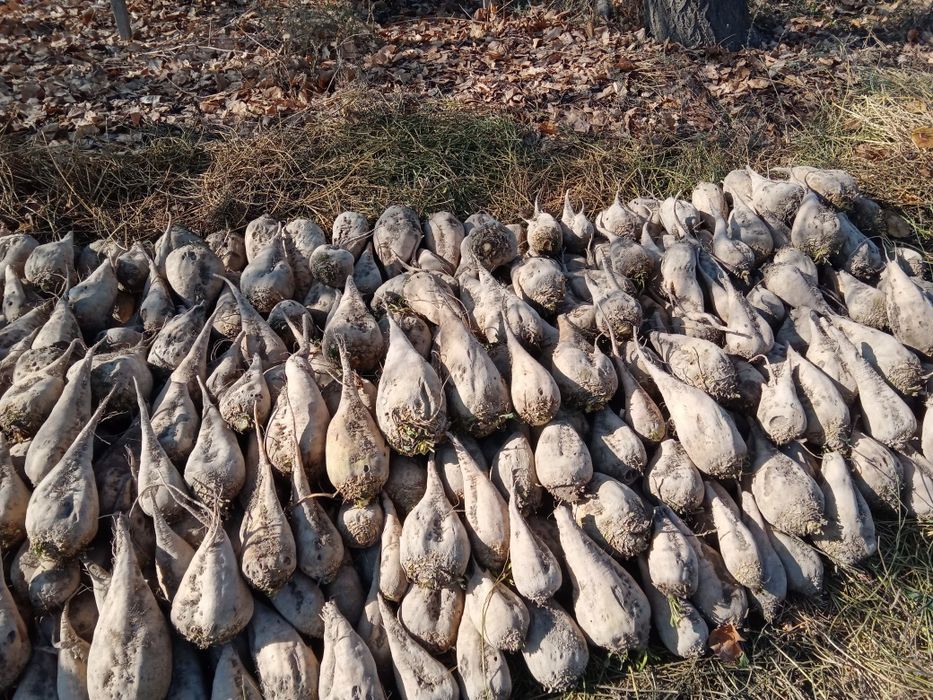 Qand lavlagi sotiladi.1500sõm.Yana kelishiladi