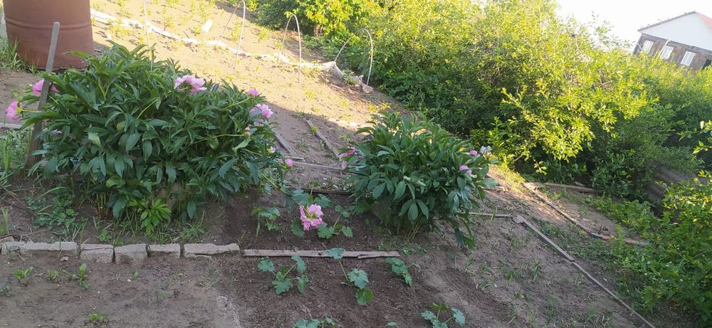 Продам дачу вобществе " садовод строитель"